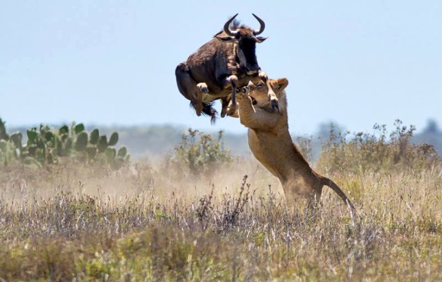 Overland Safaris/ Group Safaris