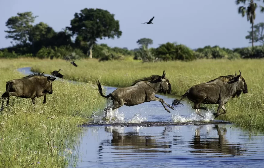 7 Days Safari