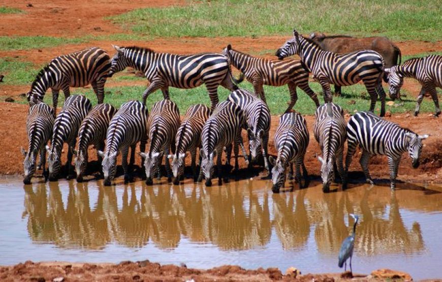 Tsavo National Park