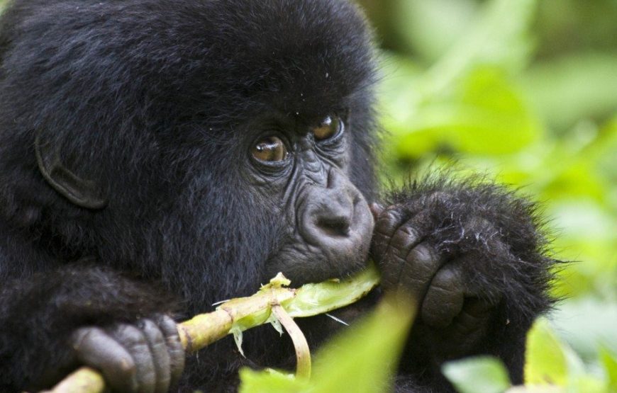 3 Days Gorilla Special Uganda