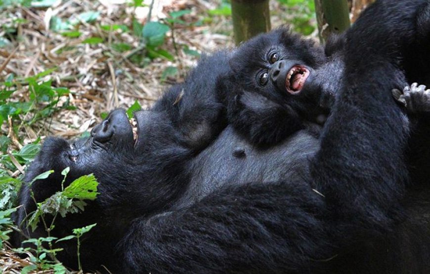 Gameparks Gorilla’s and Chimps in Uganda