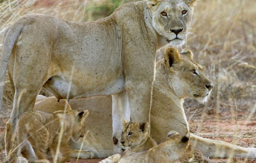 Tsavo National Park