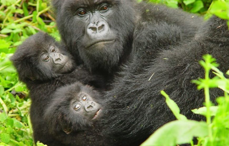5 Days Gorillas & Chimps