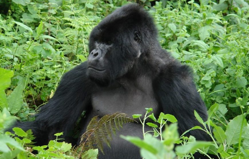 Bwindi National Park