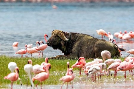 Lake Naivasha Day Trip
