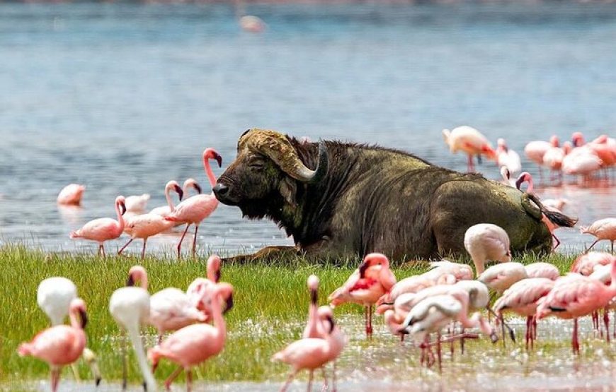 Lake Naivasha Day Trip