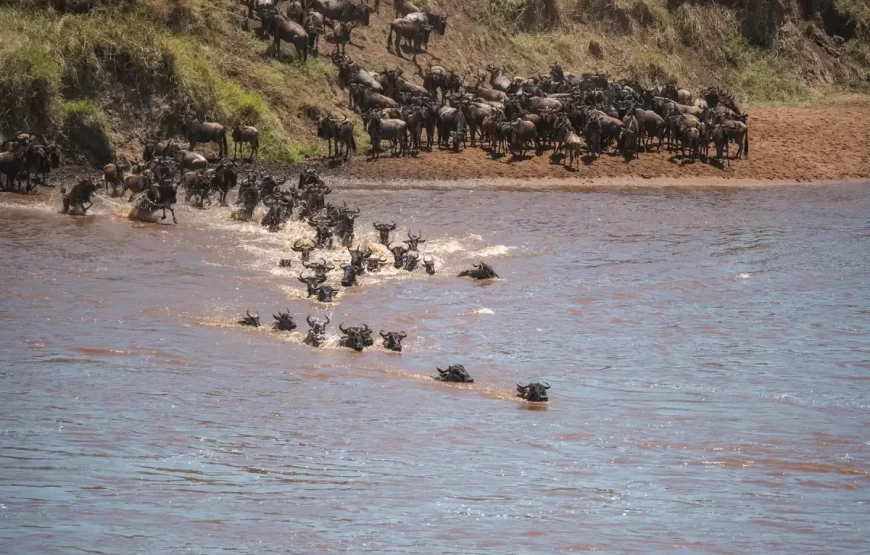 11 Days and 10 Nights Kenya Tanzania Safari