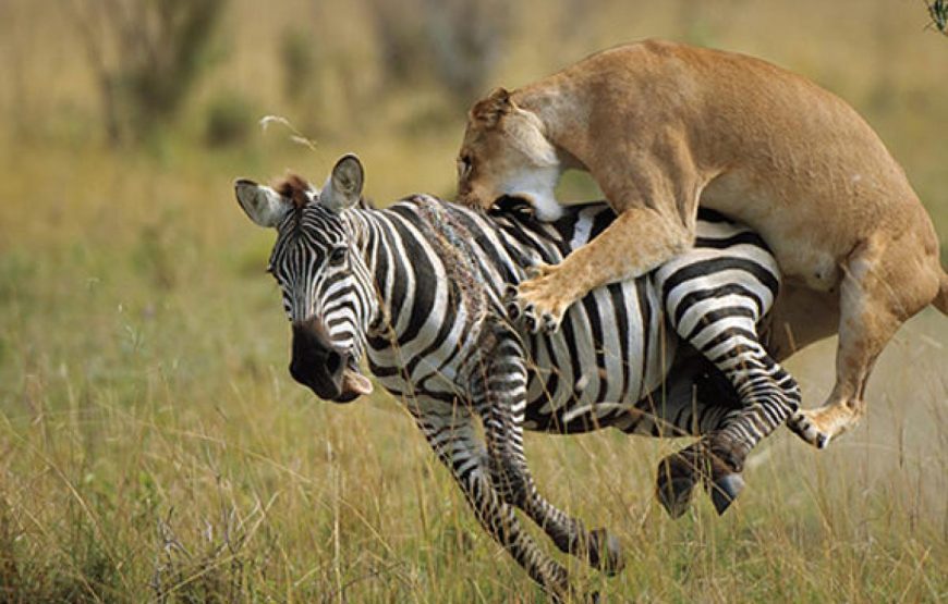 11 Days Kenya Tanzania Safari