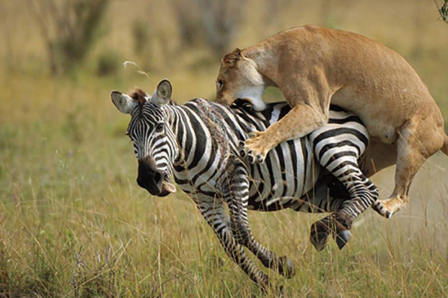 Masai Mara National Reserve Africa Veterans Safaris