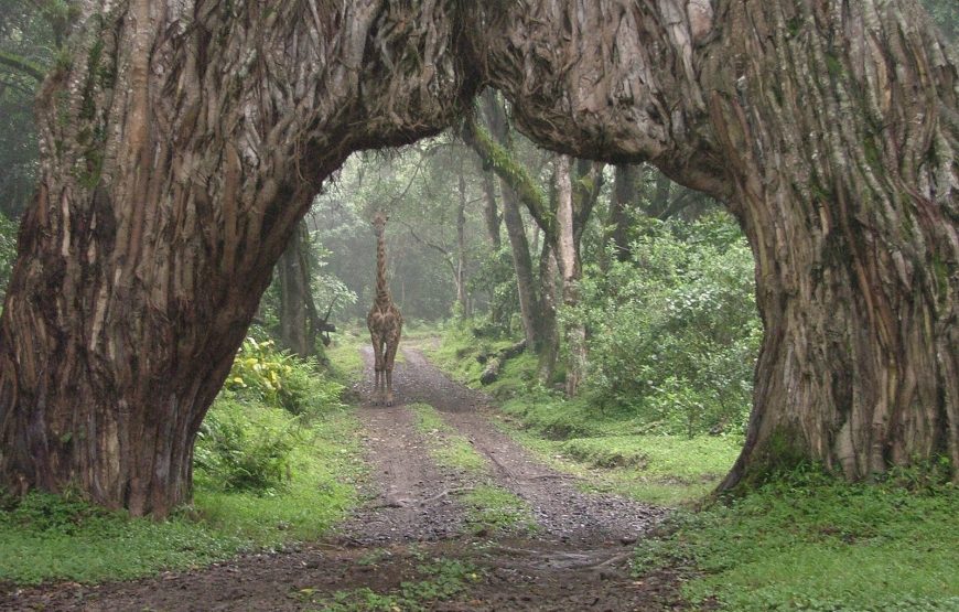 11 Days and 10 Nights  Kenya and Tanzania safari