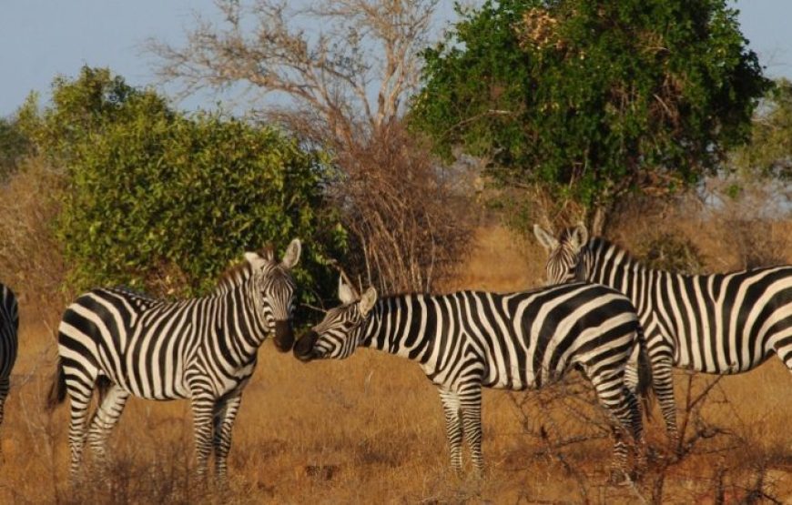 Tsavo National Park
