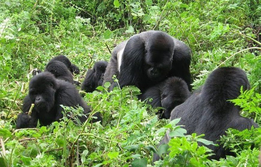 Bwindi National Park