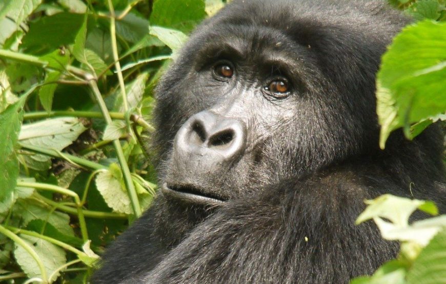 Bwindi National Park