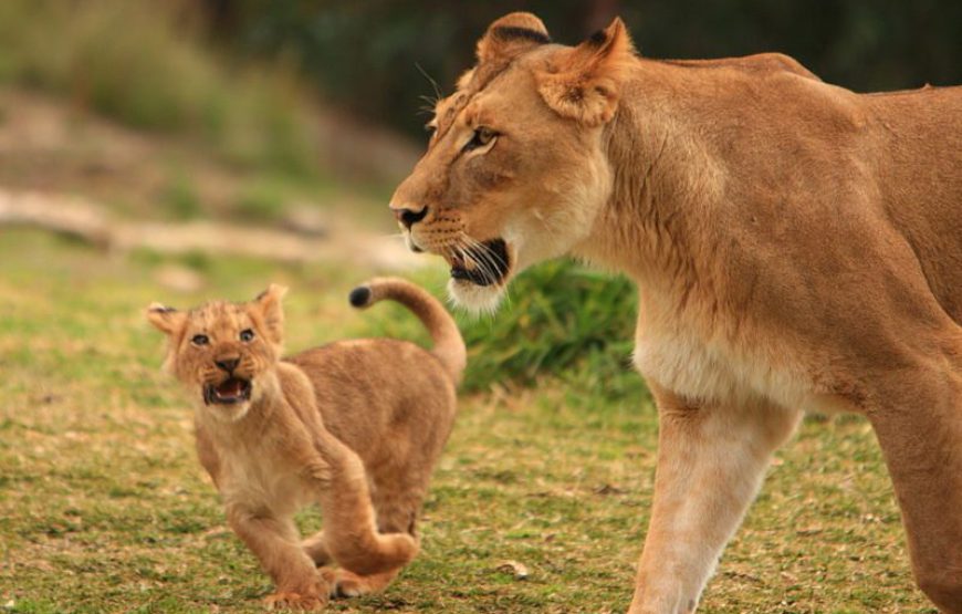 Overland Safaris/ Group Safaris