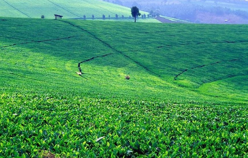 Kiambethu Tea Farm Tour