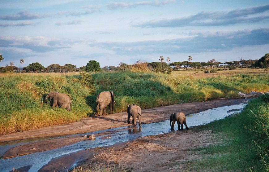 Excellent 7 Days 6 Nights Tanzania Zanzibar Wildlife and Beach Safari