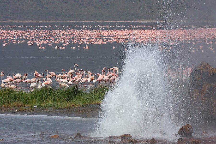 LAKE BOGORIA NATIONAL RESERVE Africa Veterans Safaris
