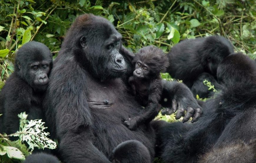 5 Days Gorillas & Chimps