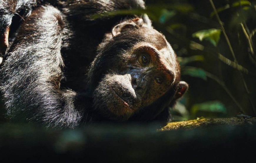 4 Days Gorillas & Volcanoes Uganda