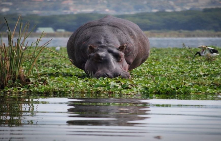 Lake Naivasha