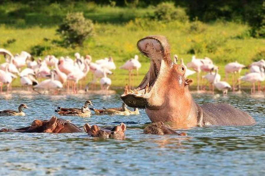 LAKE NAIVASHA Africa Veterans Safaris