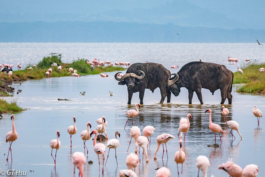 Through the Rift Valley featuring Keekorok – 4 days