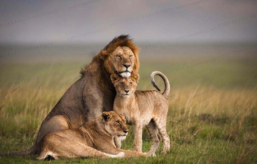 3 Days 2 Nights Masai Mara Budget Safari