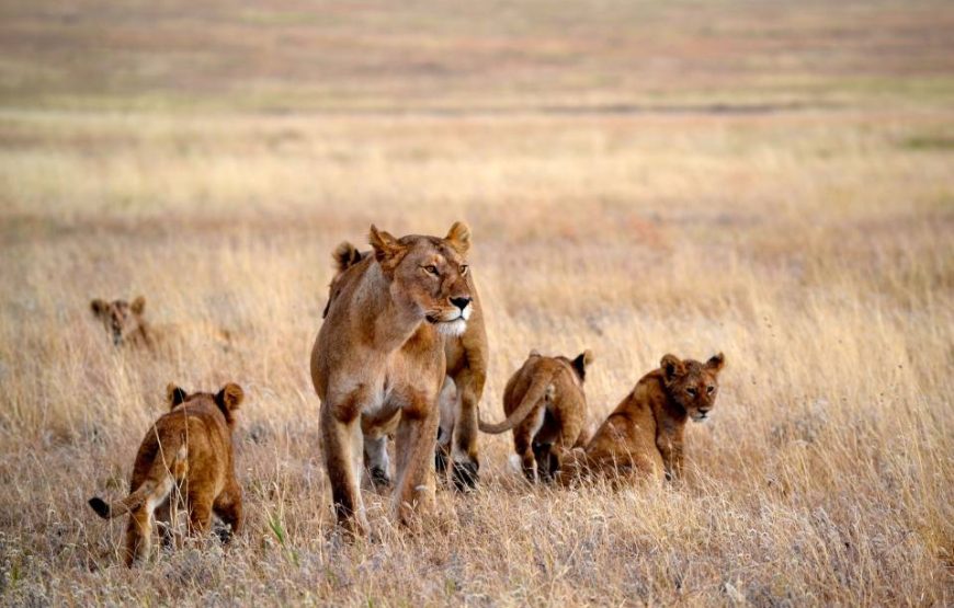 Excellent 7 Days 6 Nights Tanzania Zanzibar Wildlife and Beach Safari