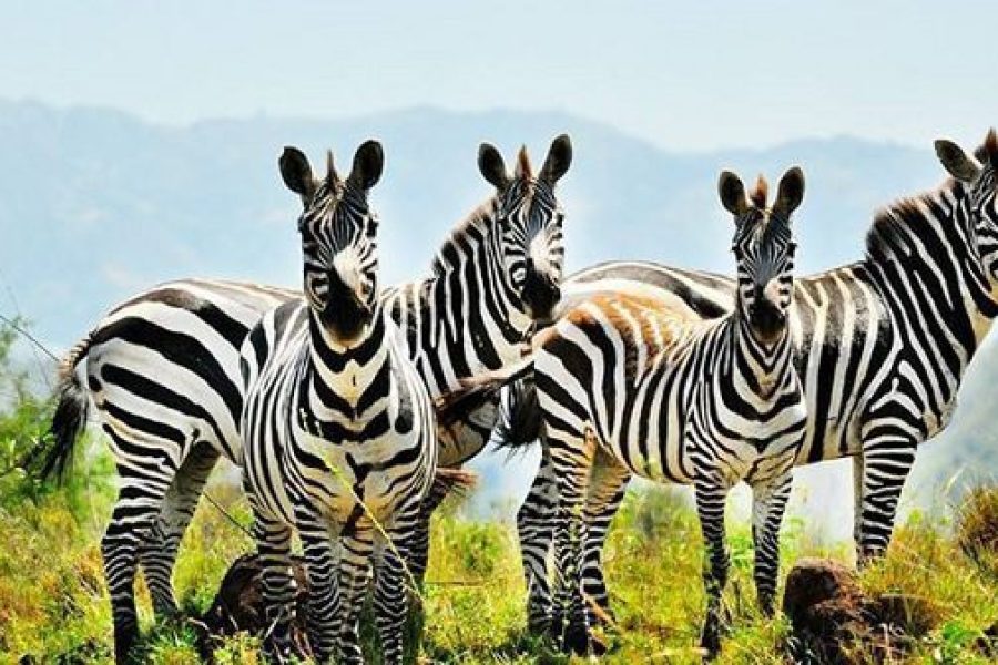 RIFT VALLEY LAKES UP TO ARBAMINCH4NTS/5DAYS Africa Veterans Safaris
