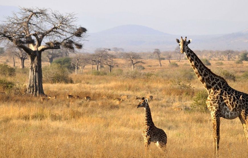 Tarangire National Park