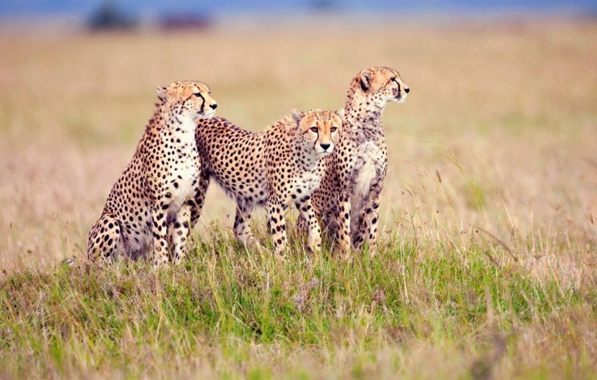 9 Days 8 Nights Cheetah Safari