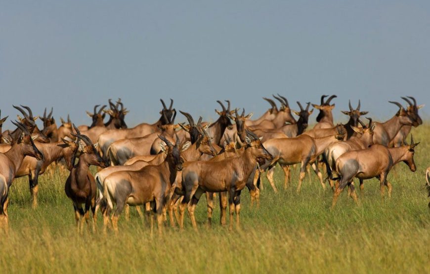 12 Days  11 Nights Tanzania Kenya  Road Package