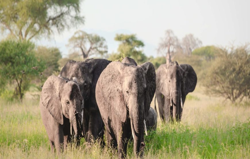 11 Days and 10 Nights Kenya Tanzania Safari