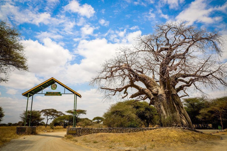 Tarangire National Park Africa Veterans Safaris