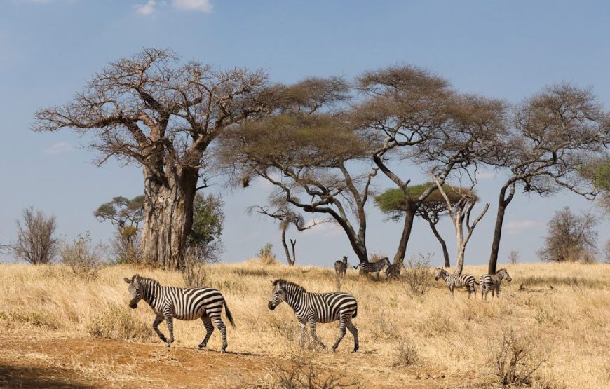 Tarangire National Park