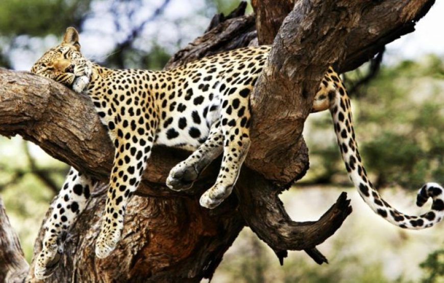 9 Days 8 Nights Cheetah Safari