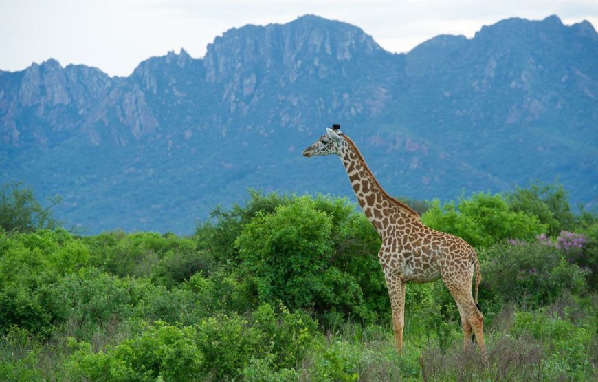 Tsavo West National Park
