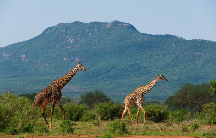 Tsavo National Park