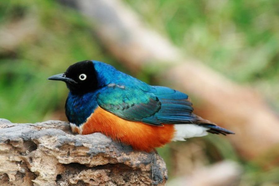 MERU NATIONAL PARK Africa Veterans Safaris