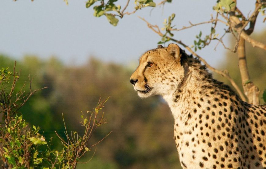 13 Days 12 Nights Kenya and Tanzania safari