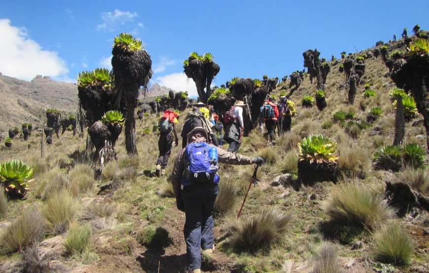 Mt Kenya Climb Sirimon Route