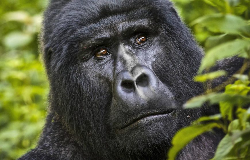 4 Days Gorillas & Volcanoes Uganda