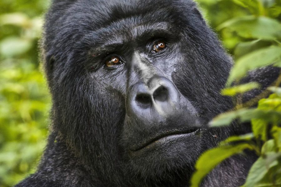 Uganda Africa Veterans Safaris