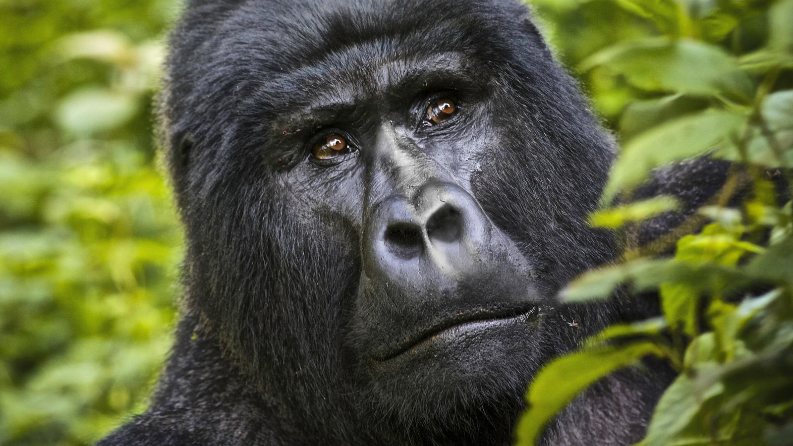 Uganda