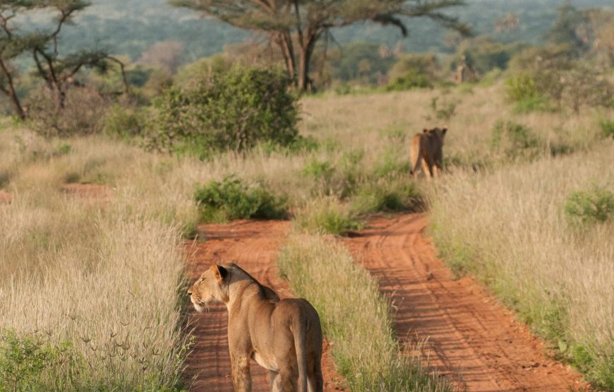 Amboseli National Park