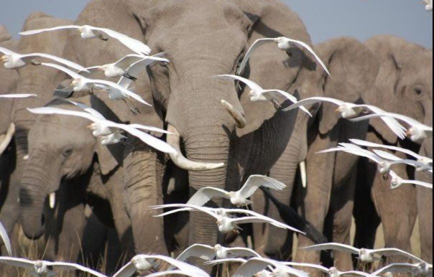 10 Days 9 Nights Kenya Safari