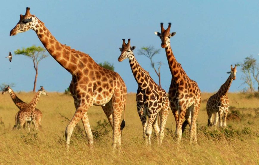 Uganda National Parks
