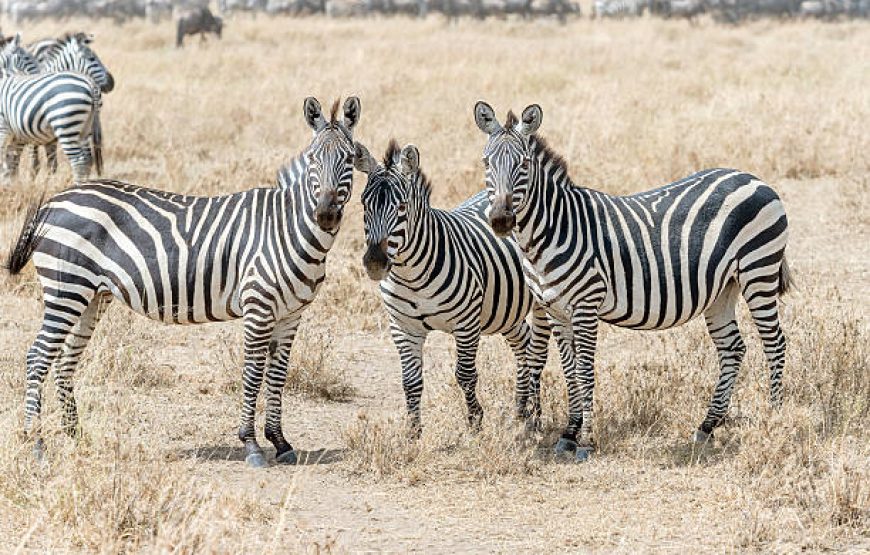 Nairobi National Park