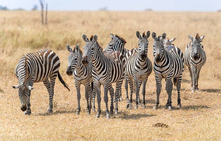 Kenya Horizons featuring Keekorok – 7 Days 6 Nights