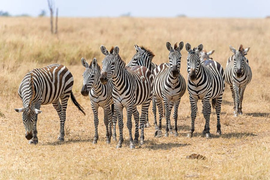 Nairobi National Park